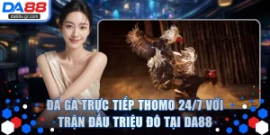 Đá Gà Trực Tiếp Thomo 24/7
